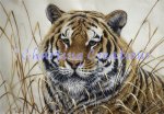 Tiger JT (image for) Tiger JT